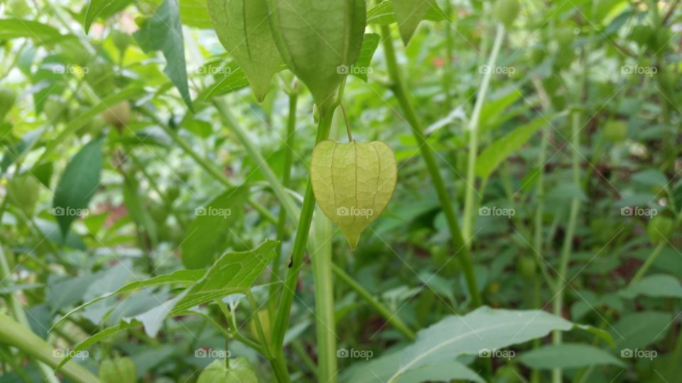 ciplukan is the name of a type of small fruit, which when ripe is covered by an enlarged flower petal. This fruit is also known by various regional names such as cecenet or cecendet, nyurnyuran, and kopok-kopokan.