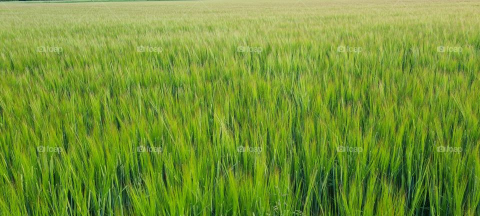 grain field