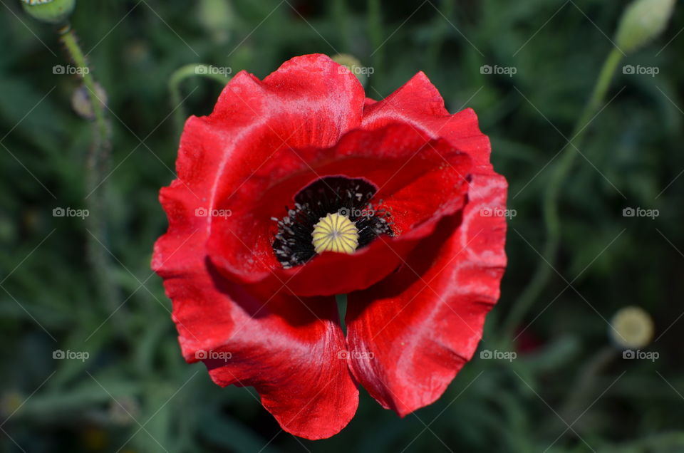 Red poppies