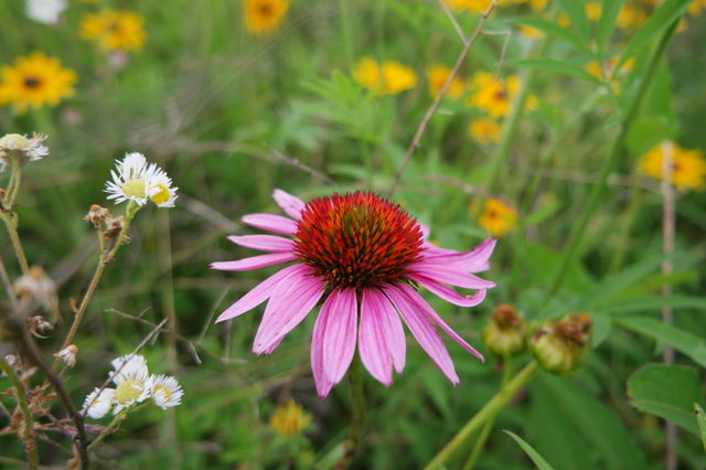 Coneflower
