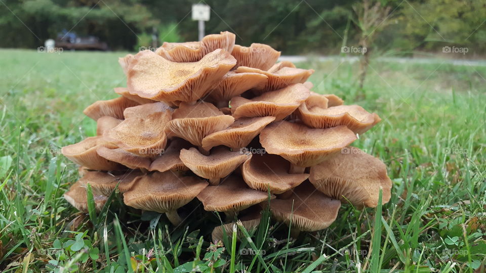 ringless honey mushroom