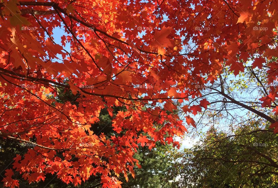 Fall, Leaf, Maple, Bright, Season