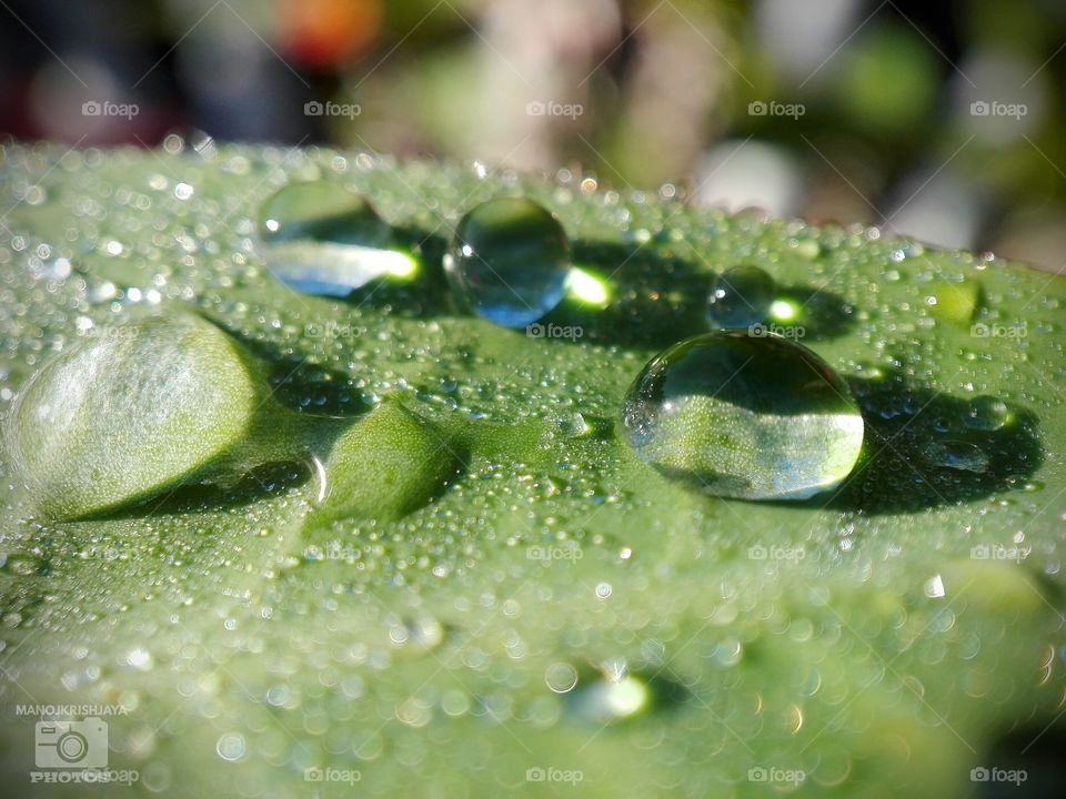 Dew