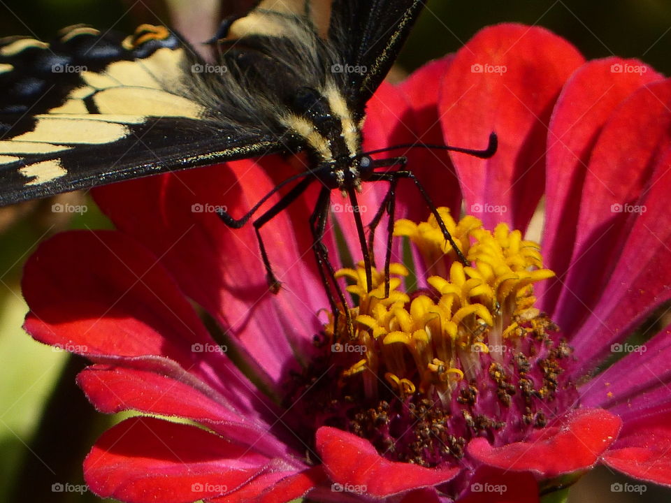 Butterfly on reddish flower