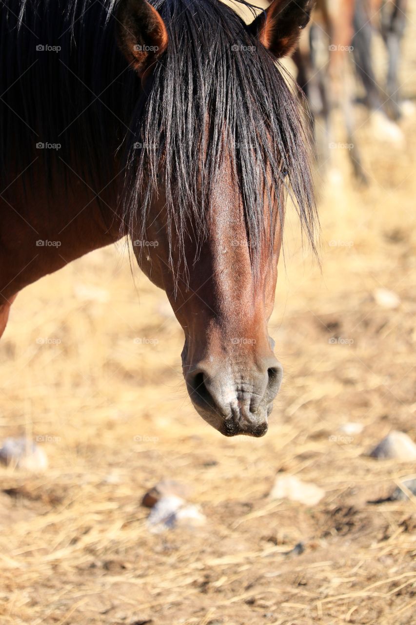 Wild horses: an American mustang in the Nevada desert facing camera headshot 