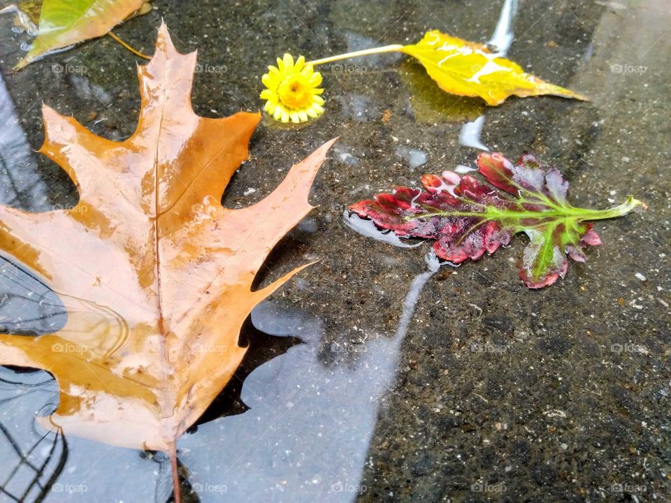 Leaves on the street