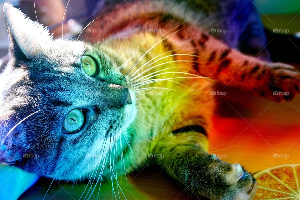 Rainbow Cat 