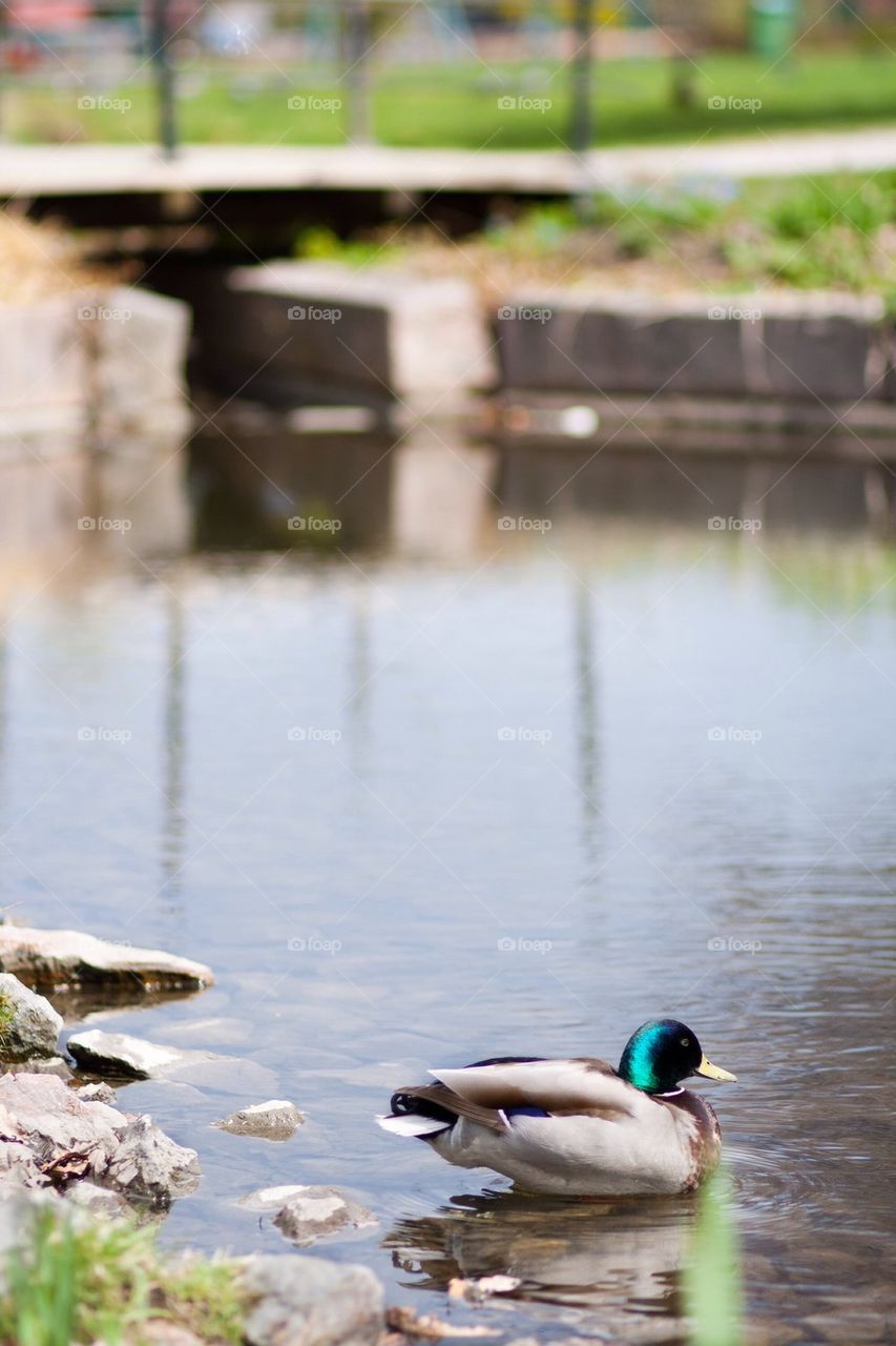 Mallard sitting by the water