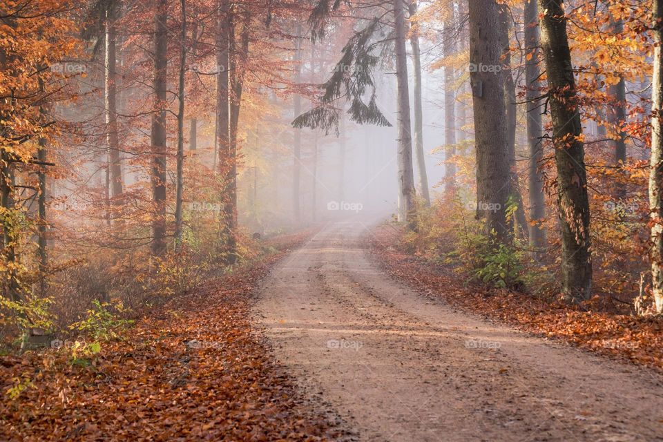 Beautiful maple forest scenery