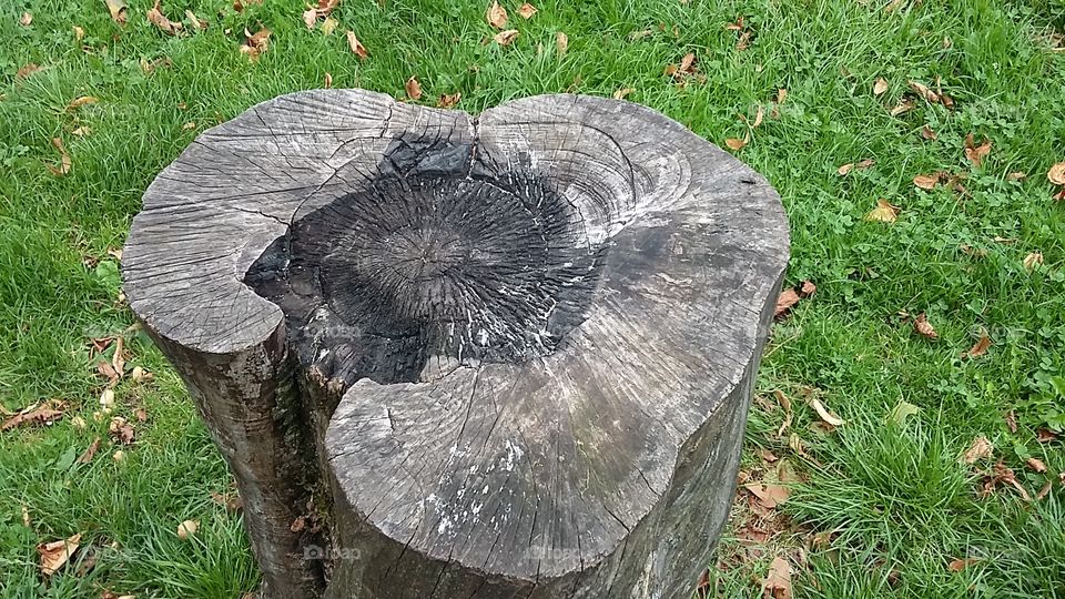 Tree stump