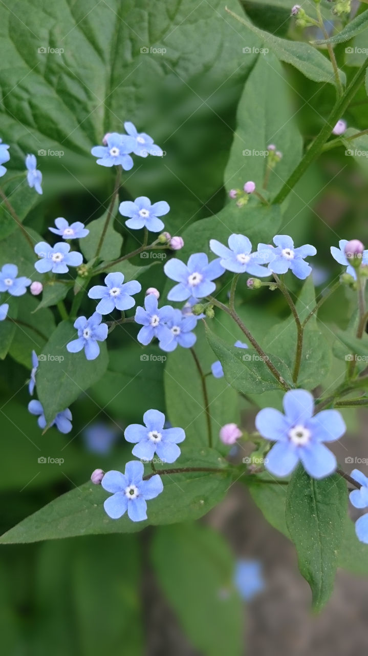 Forget-me-not