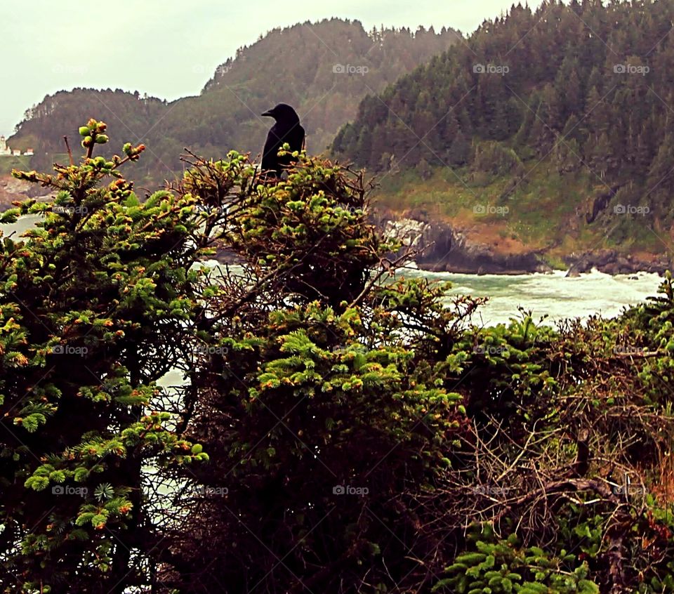 As the crow flies, or in this case, perches in a tree in front of the Pacific Ocean at a viewpoint on highway 101 that.looks onto Haceta Lighthouse and poses in a tree.