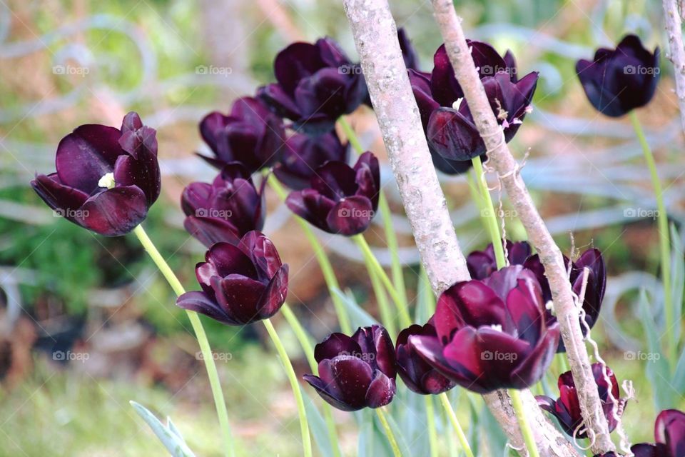 Deep Purple Tulips