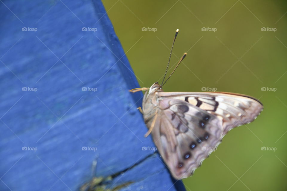 butterfly on blue woo