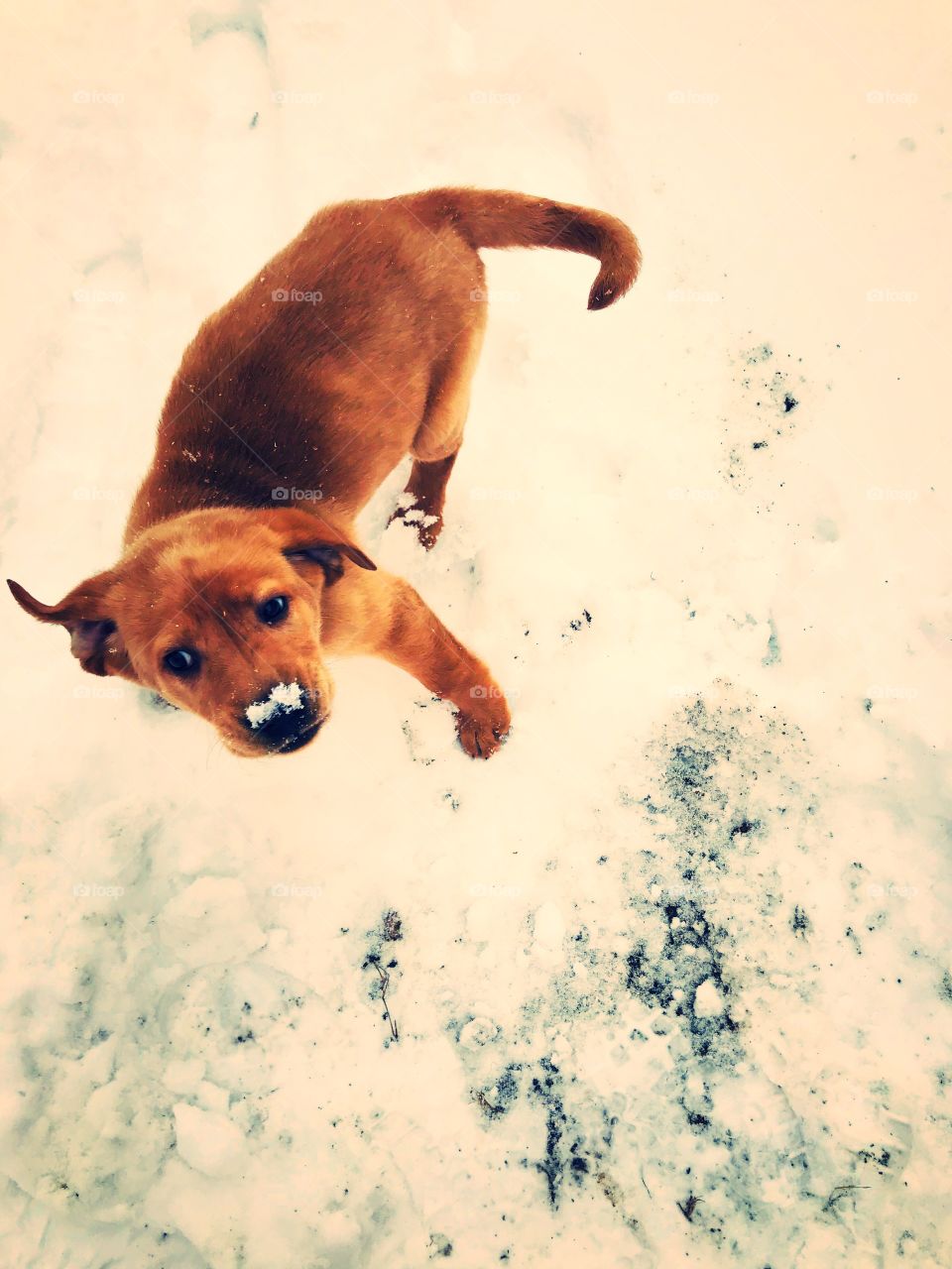 Winter puppy