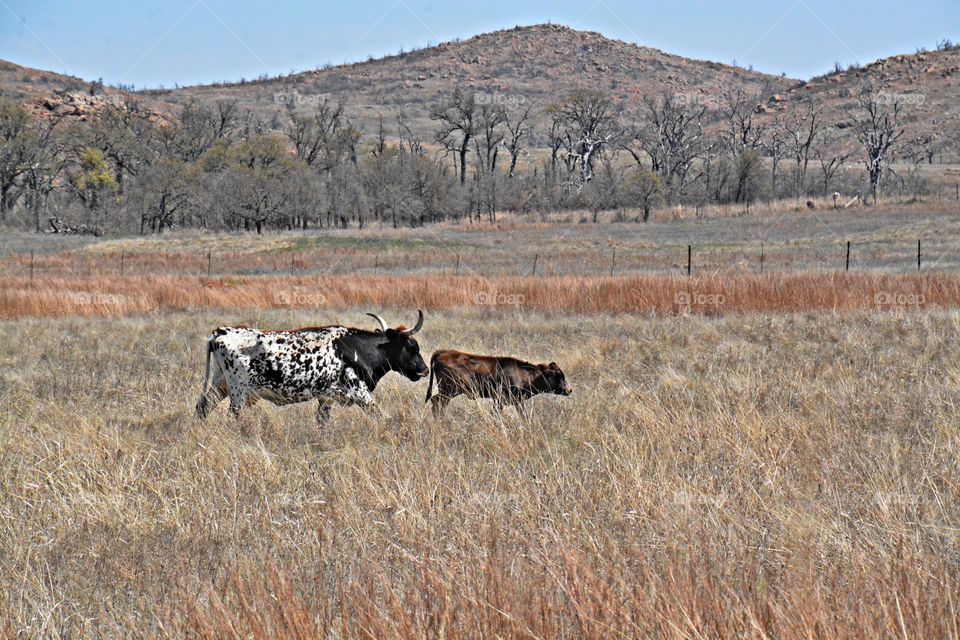 Cities and countrysides - Foap Missions- A steer and a calf roam through the pasture after feeding, with the mountain background 