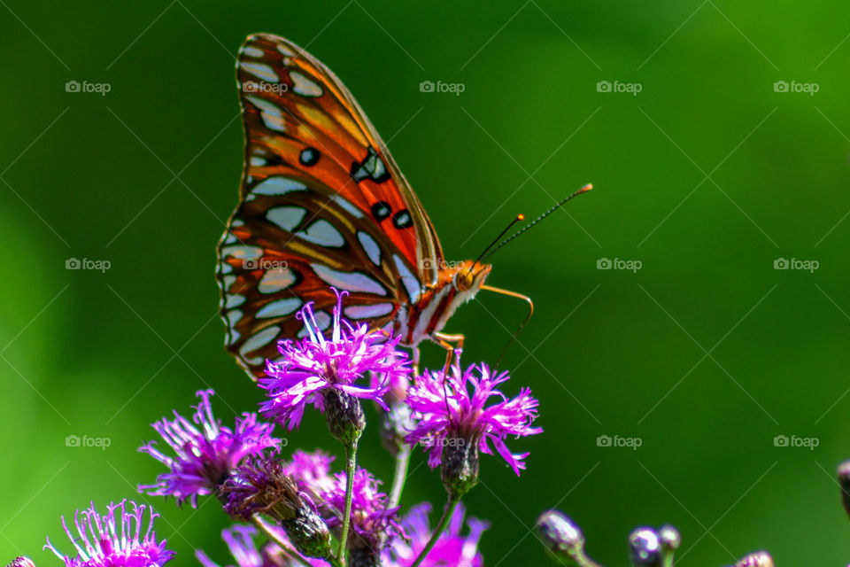 butterfly in the park