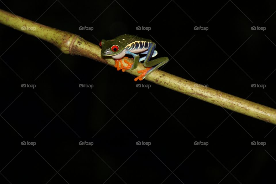 Red eyed tree frog. Found in the rainforest of Costa Rica 