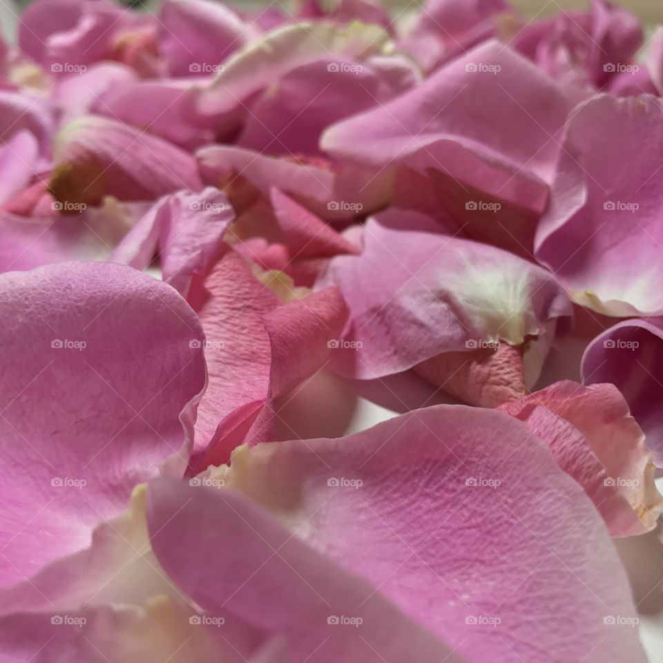 Pink rose petals 