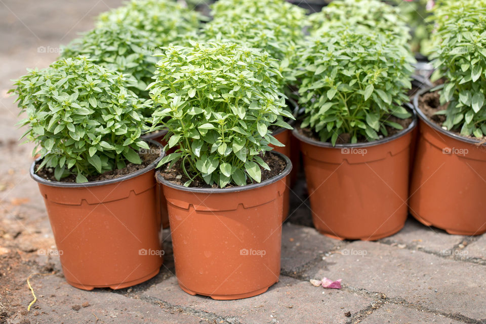 Plants in the pots