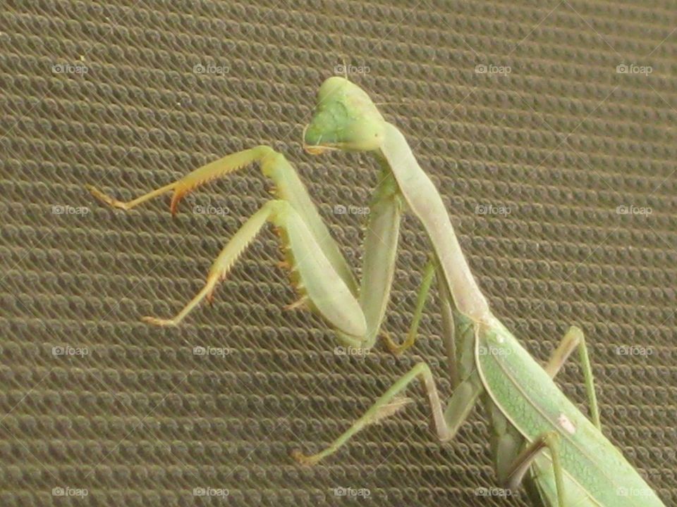 Mantis