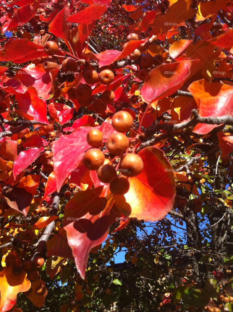 Trees at Fall