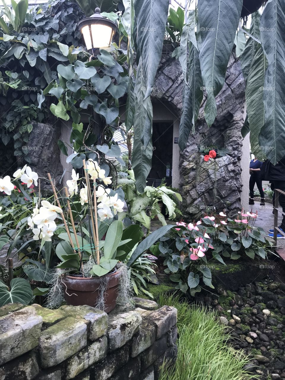 Street lamp hidden in the growth of banana leaves, vines, and orchids