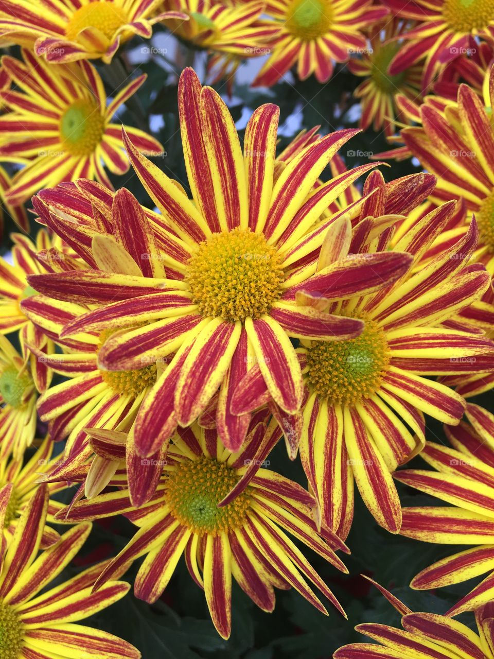 Close up of flowers