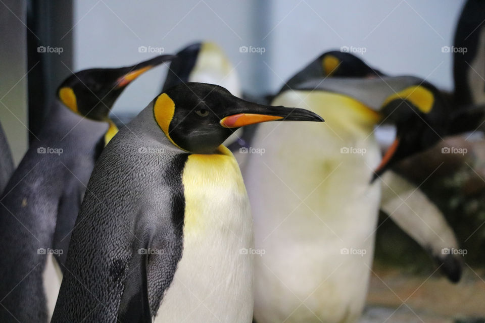 penguin, wild, arctic