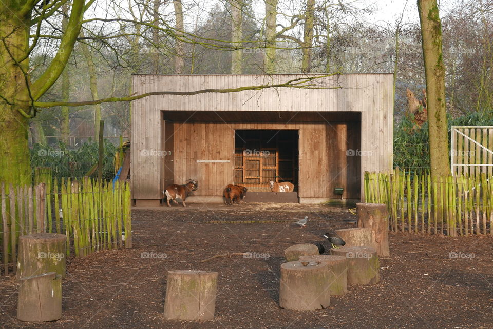 Animals in a park in Antwerp