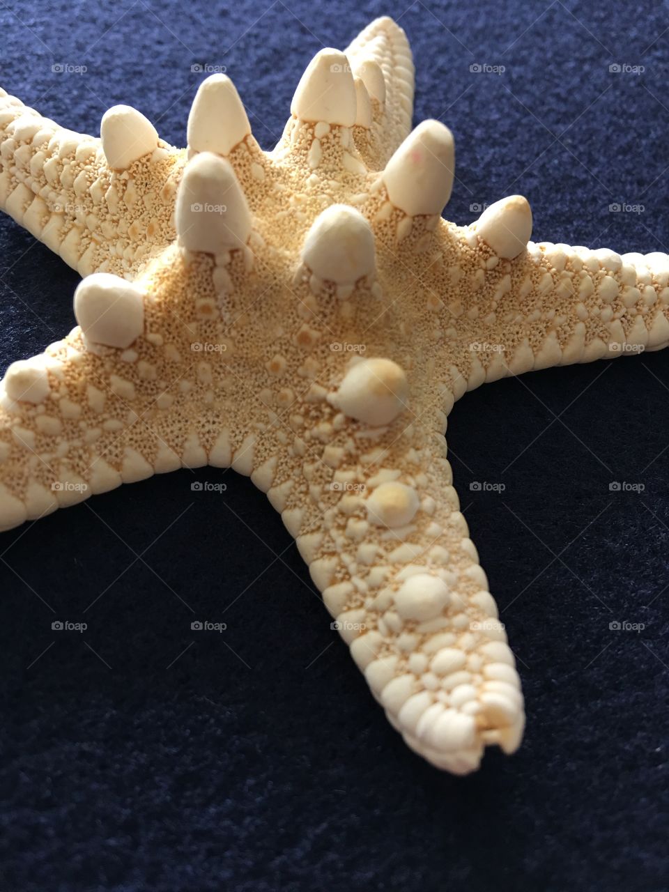 Cropped view starfish 