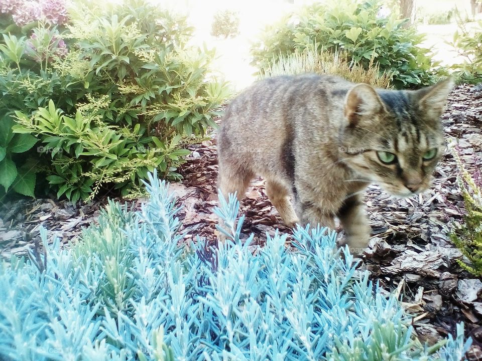 cat at garden