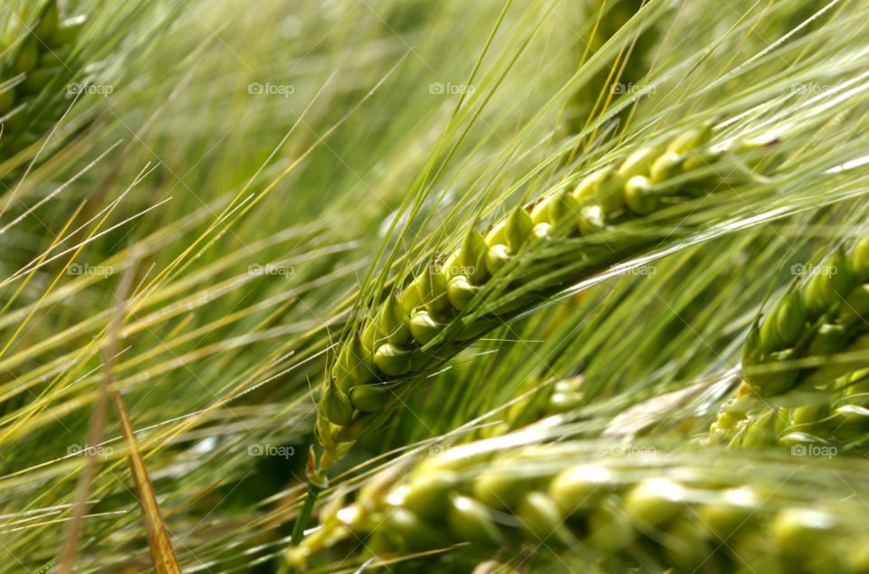 green harvest wheat by wofind