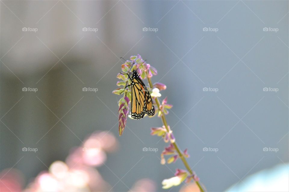 Butterfly close up 