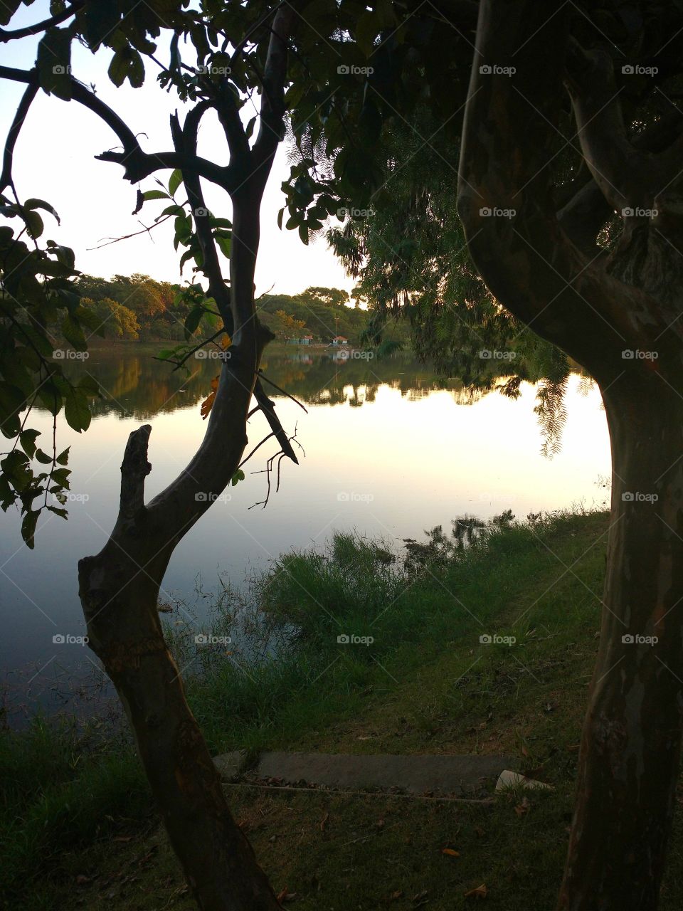 The trees and the lake