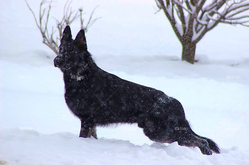 Arrow in the Snow