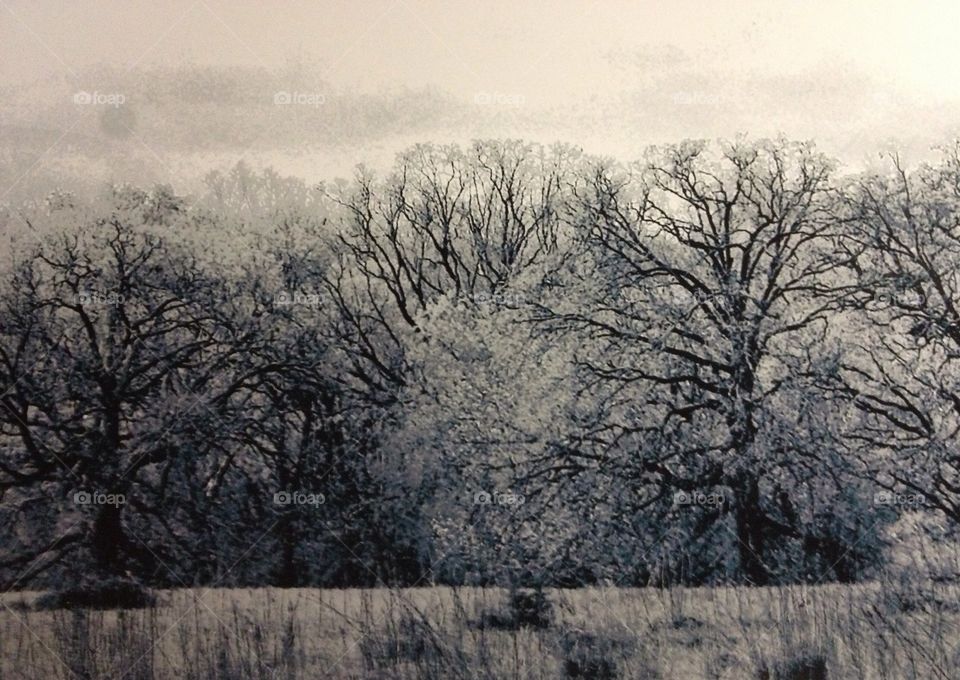 Monochrome trees. Somewhere in Texas 