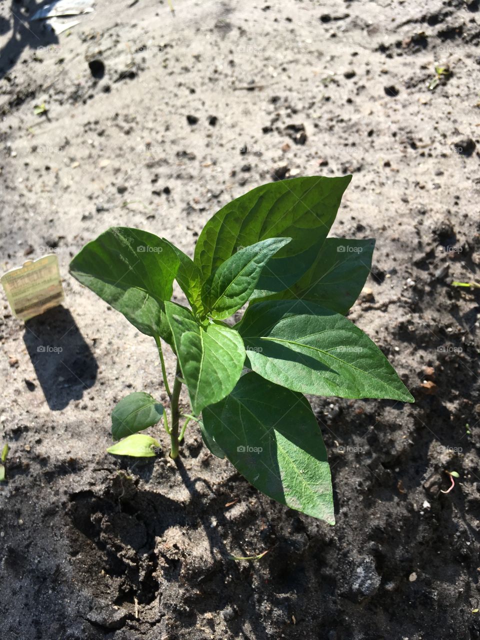 Plants growing in the dirt as Spring has sprung 