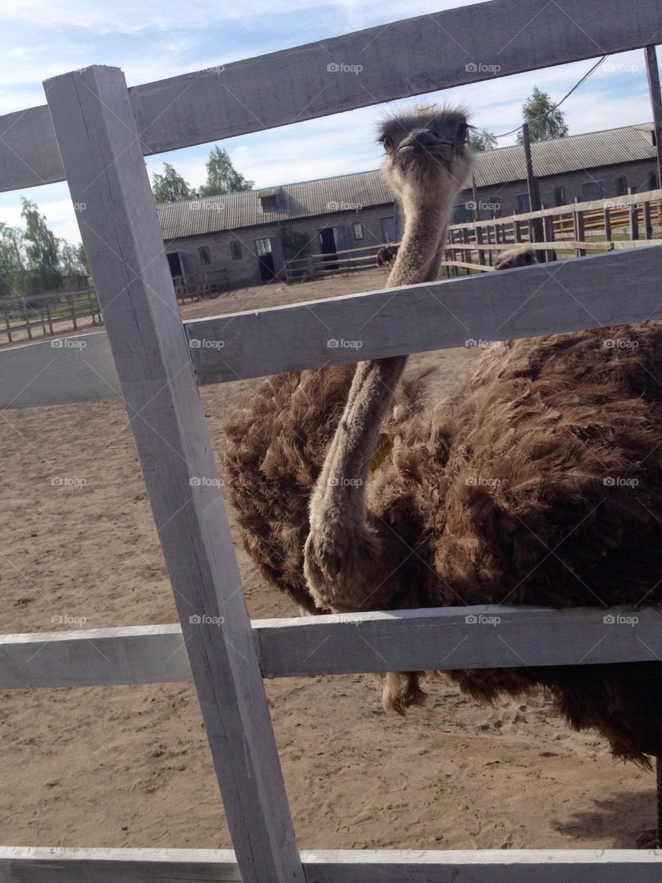 Ostrich on the farm