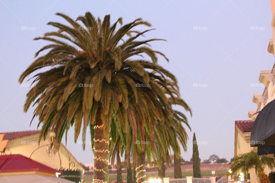 San Diego Palm Trees