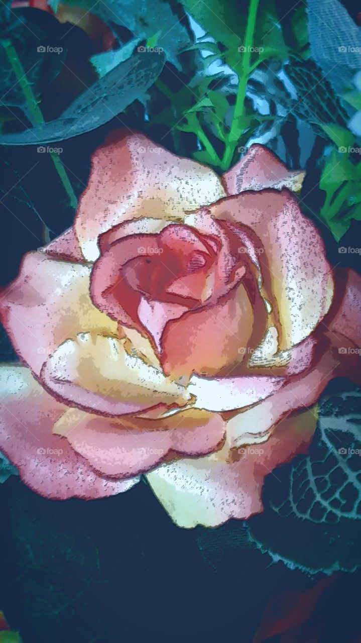 rose Queen of Flora