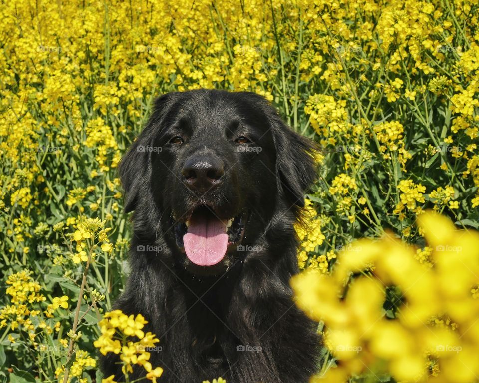 Hovawart sitting in field of rapeseed