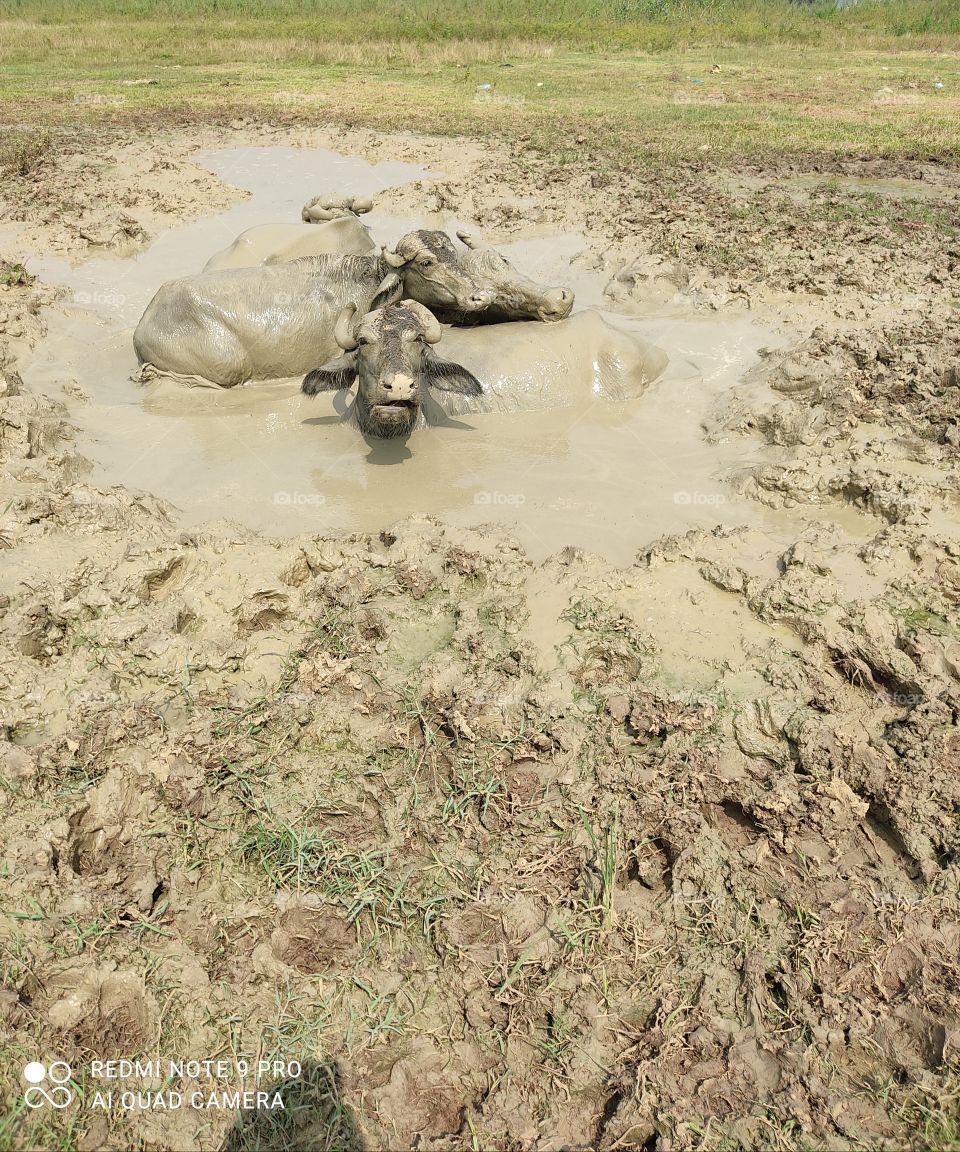 Funny🤣😝 Buffalo🐃 in the Mud.