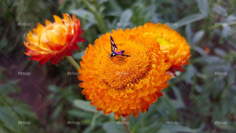 Everlasting or Straw flower