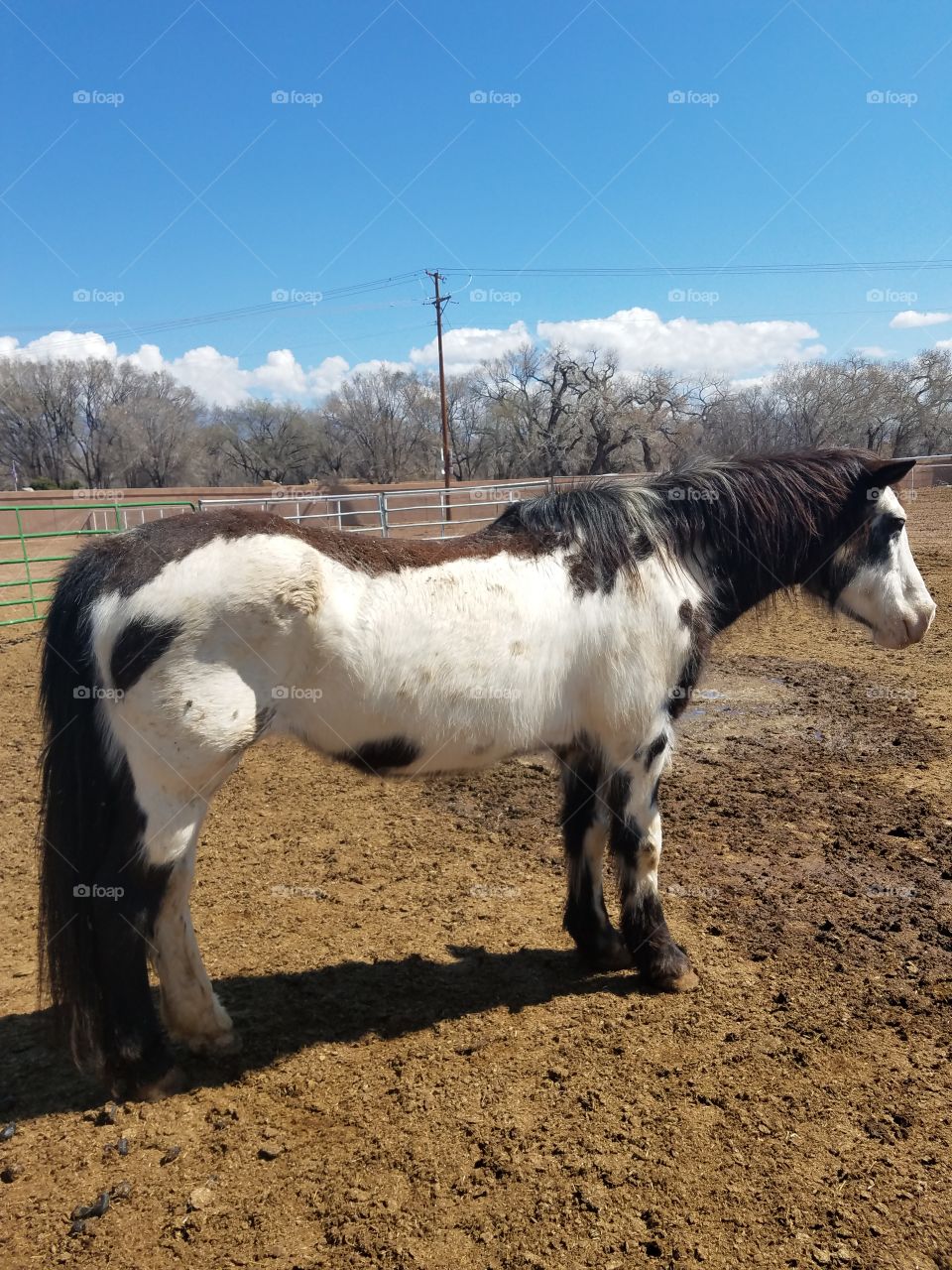 Painted Horse