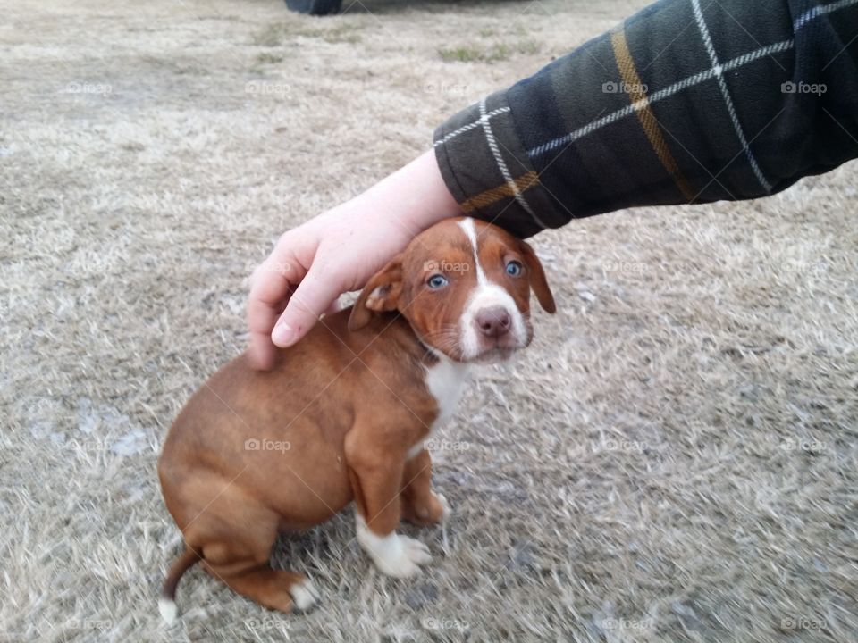 New Puppy