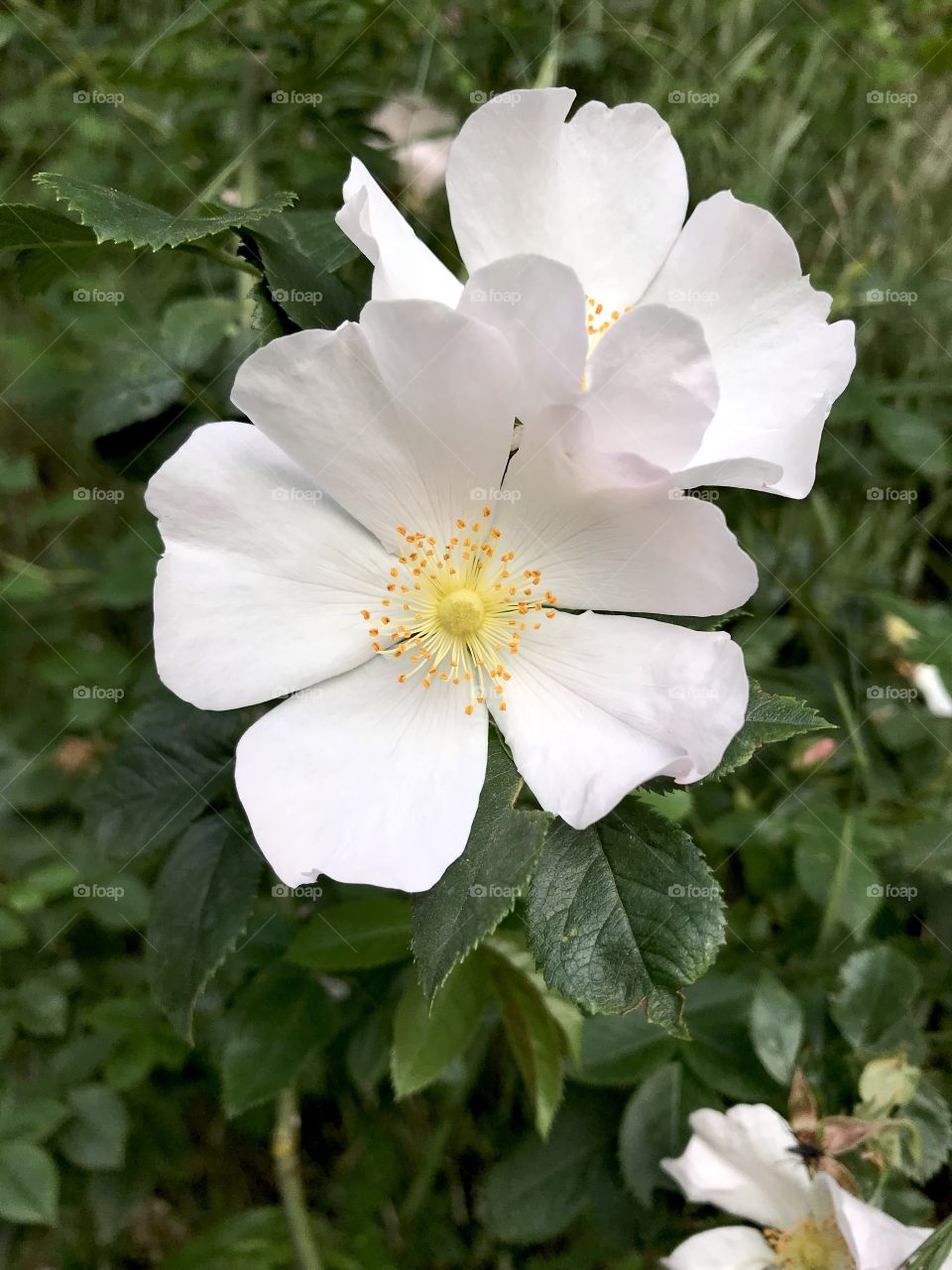 In this photo, you can see a big, white wildflower.