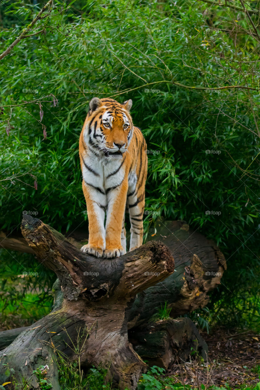 A siberian tiger standing on a log.