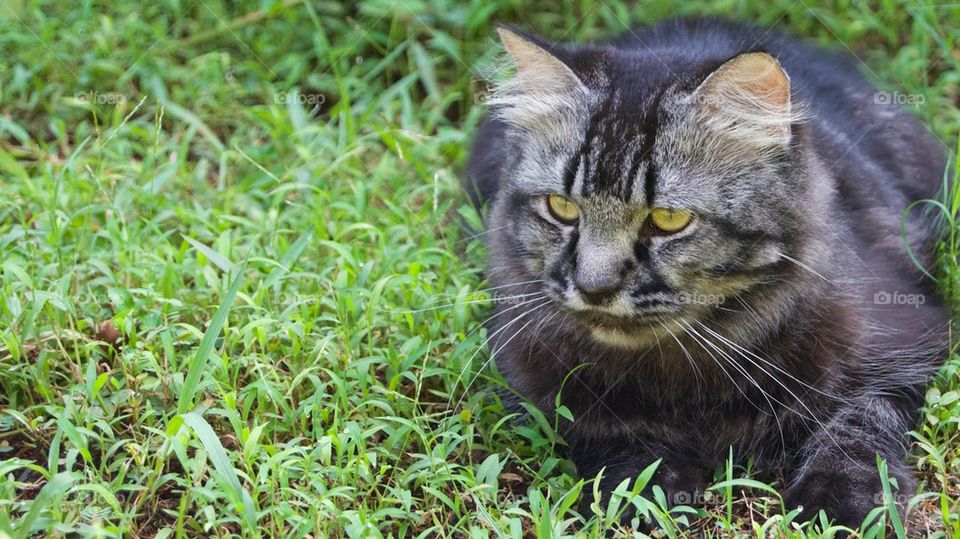 Gray cat lying on grassy field