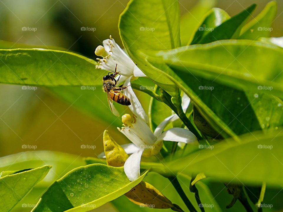 A bee climbs atop a fragrant orange blossom
